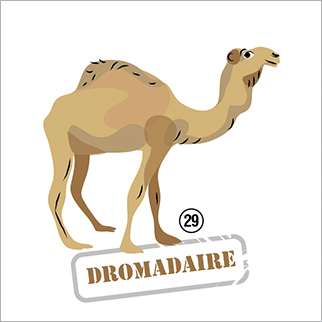 Caly Globes Games Missions animaux dromadaire